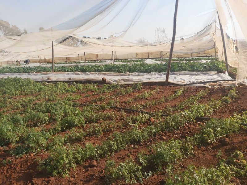 Massive Agricultural property with vegetable gardens and chicken coops - Photo 3