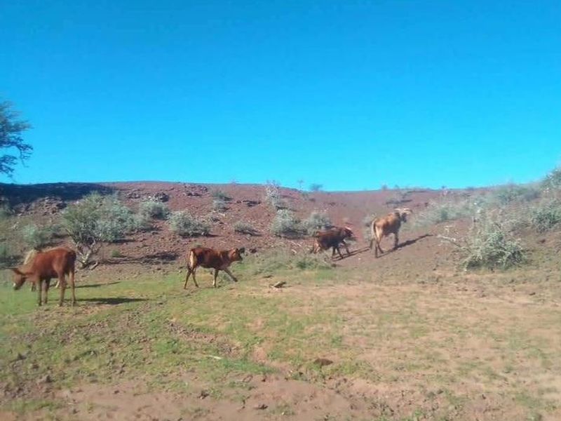Farm for sale in Rehoboth - Photo 5
