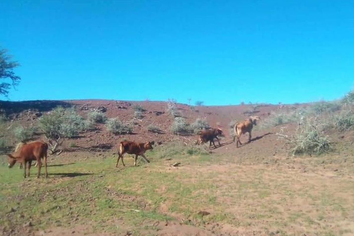 Farm for sale in Rehoboth - Photo 5