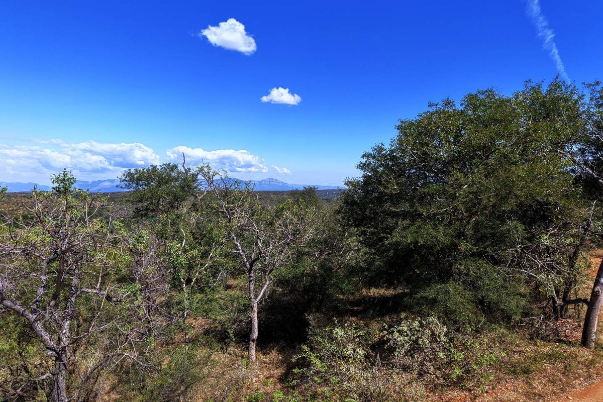 A scenic view of the natural landscape featuring native trees and distant mountains under a clear blue sky.