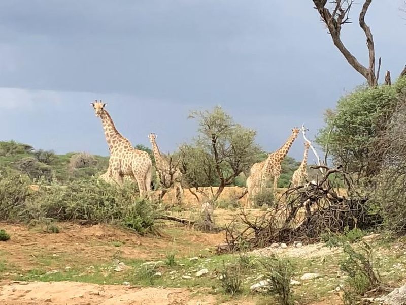 Safari Lodge close to Omaruru 5000 ha - Photo 5