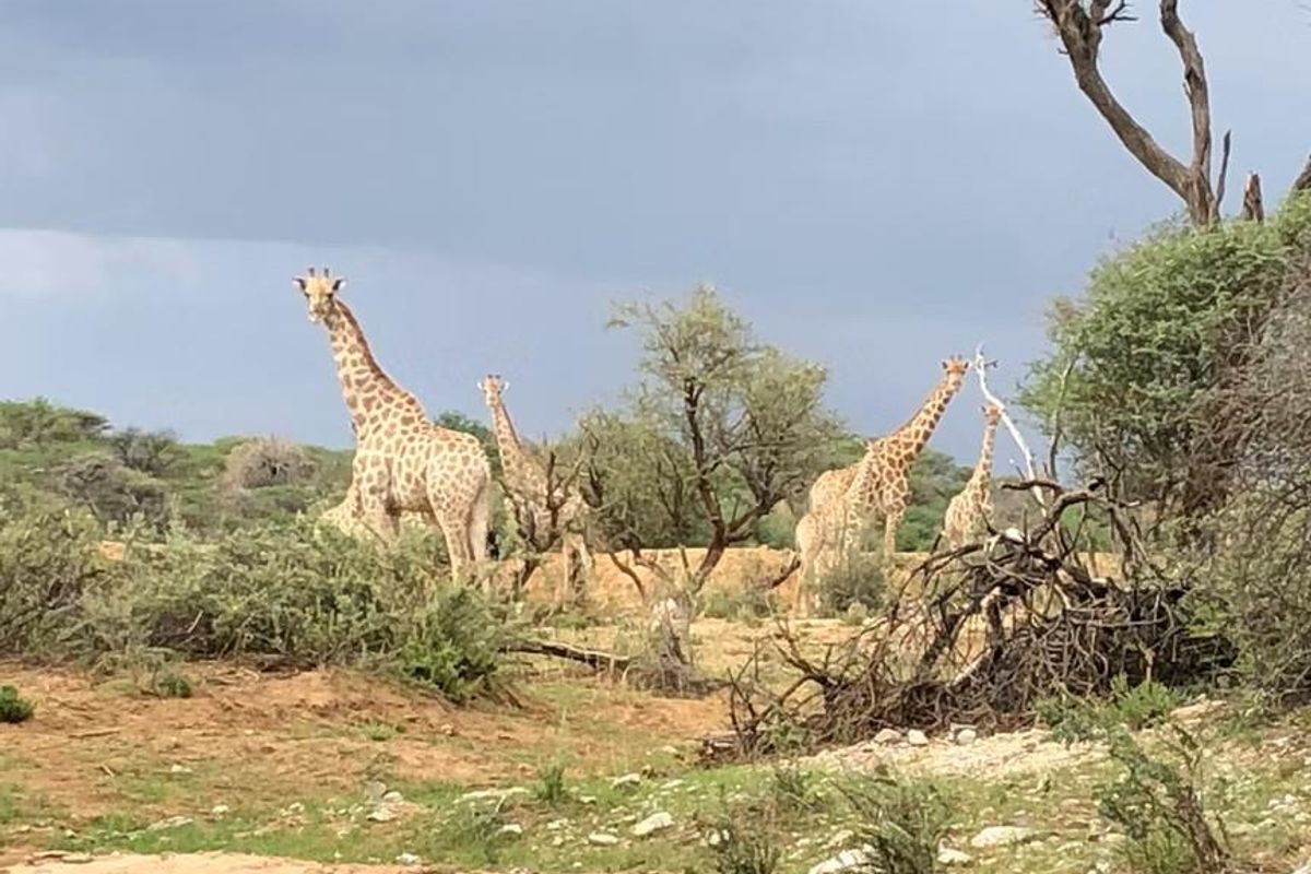 Safari Lodge close to Omaruru 5000 ha - Photo 5