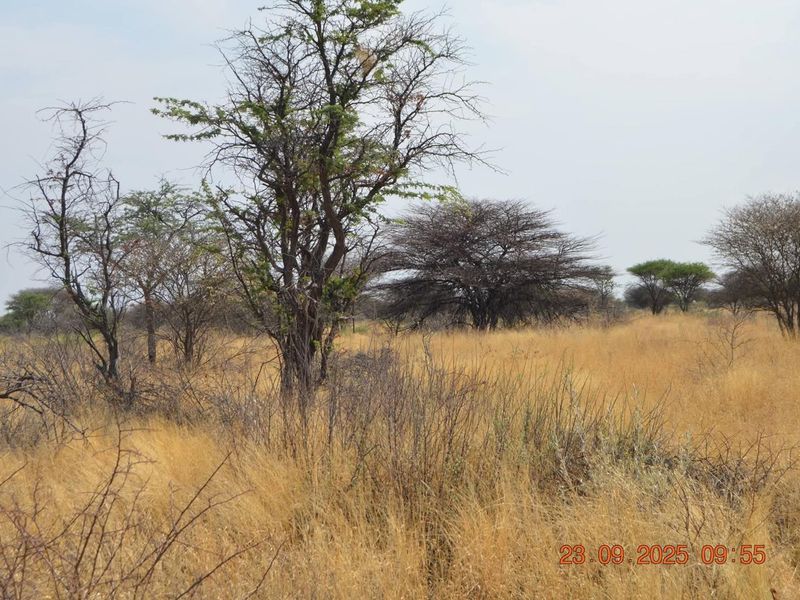 A view of the open agricultural land featuring natural dry grasses and indigenous trees across the property.