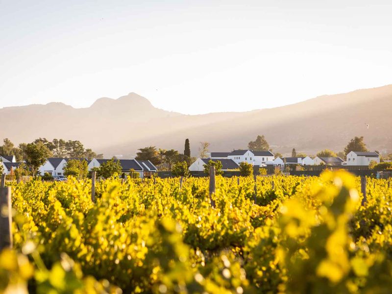 A Winelands Canvas with Iconic Mountain Views at Paarl Valleij Lifestyle Estate & Farm - Photo 9