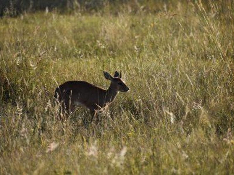 MODJAJI AT MABULA!  BIG FIVE COUNTRY! - Photo 8
