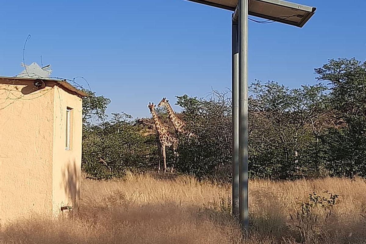 Exterior view of the small holding featuring a solar panel installation and natural bushveld surroundings with local wildlife.