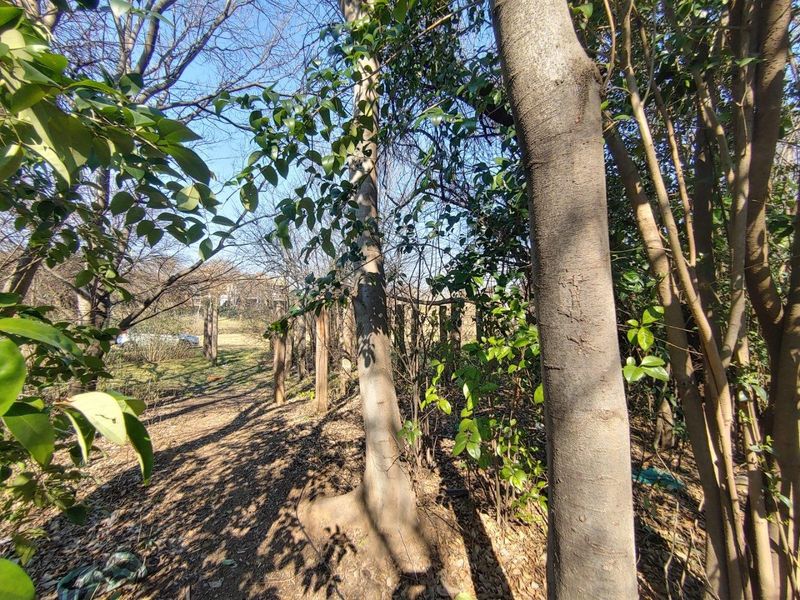 A view of a wooded garden area featuring mature trees and a wooden boundary fence on a residential vacant land plot.