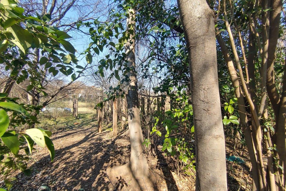 A view of a wooded garden area featuring mature trees and a wooden boundary fence on a residential vacant land plot.