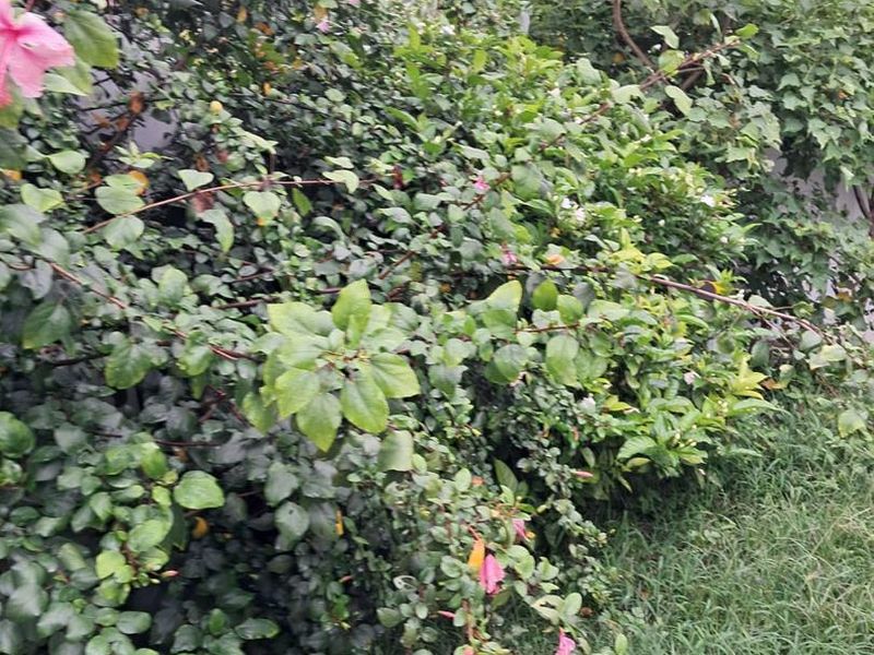 Pet Friendly Twobedroom house for rent - Photo 2