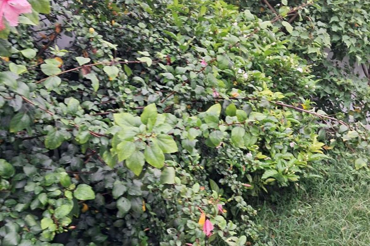 Pet Friendly Twobedroom house for rent - Photo 2