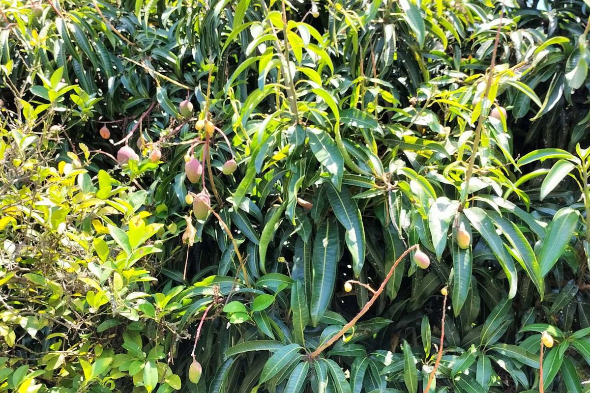 Small holding on the Clarmont road - Photo 4