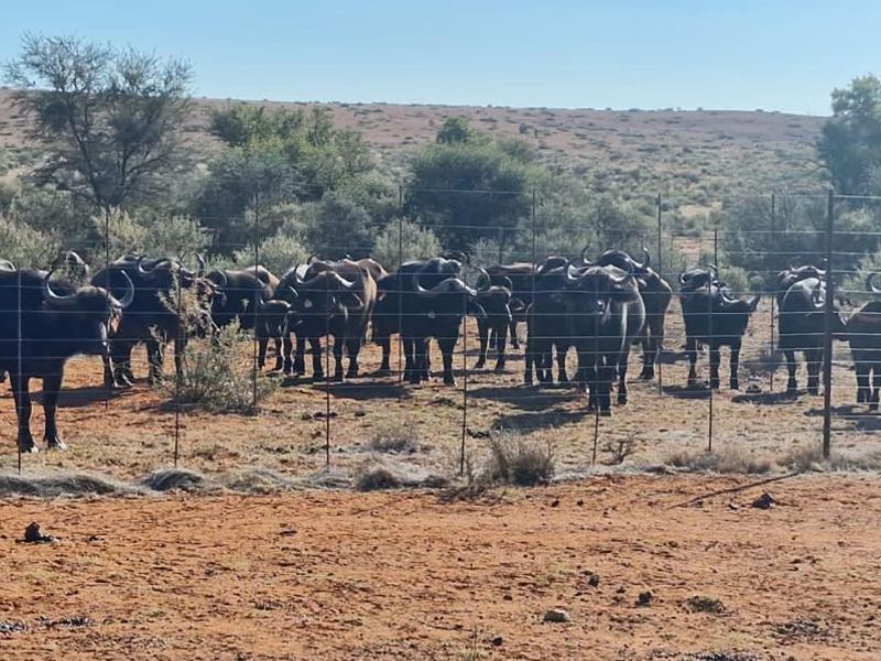 Kalahari LODGE and GAME FARM - Photo 3