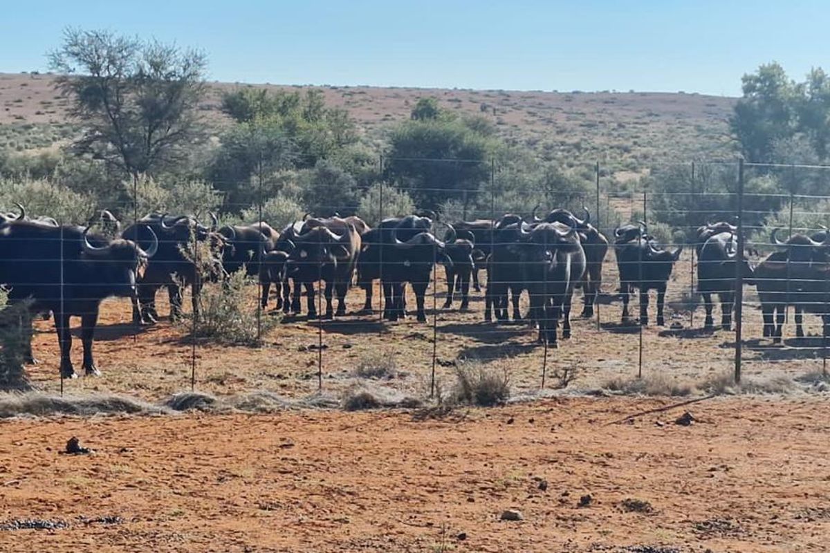 Kalahari LODGE and GAME FARM - Photo 3