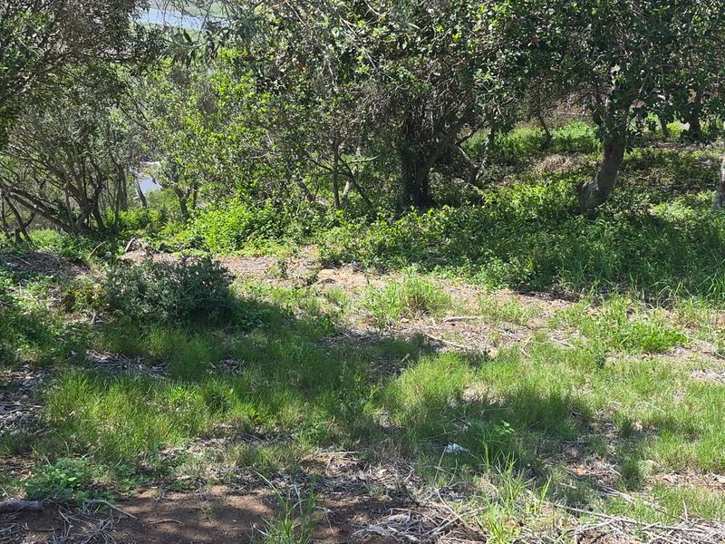 Vacant 1167m2 Stand with Scenic Views Over Groot Brak River on the Garden Route - Photo 4