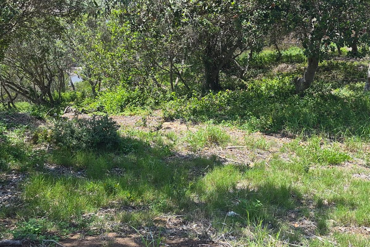 Vacant 1167m2 Stand with Scenic Views Over Groot Brak River on the Garden Route - Photo 4