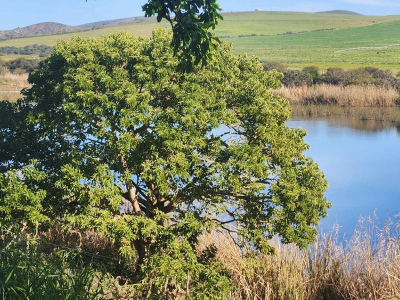 A scenic view of the farm landscape featuring a tranquil dam, natural vegetation, and rolling hills in the background.