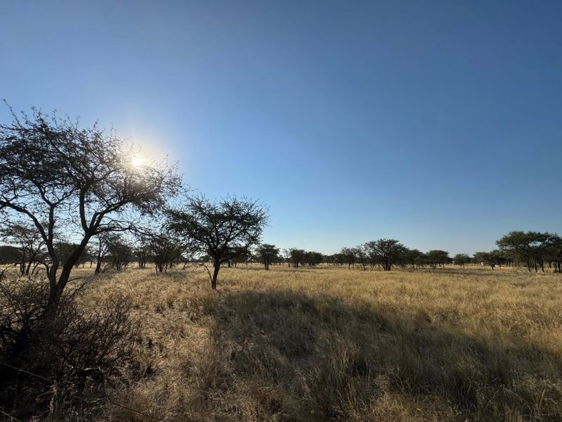 A scenic view of the expansive, sunlit natural landscape featuring native trees and dry grassland typical of the farm property.