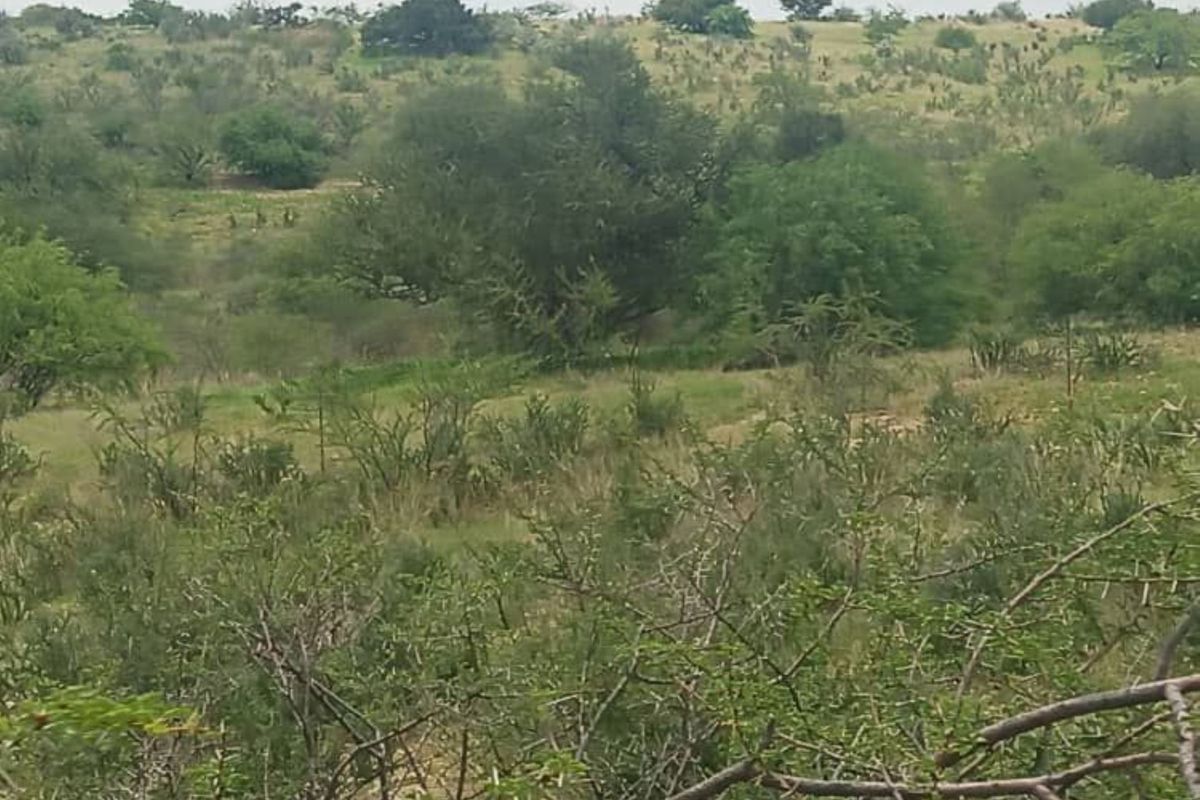 FOR SALE - FARM IN STAMPRIET, MARIENTAL AREA, NAMIBIA - Photo 3