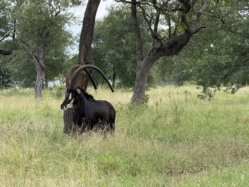 731ha Elite Game Breeding Operation | Gravelotte-Hoedspruit - Photo 3