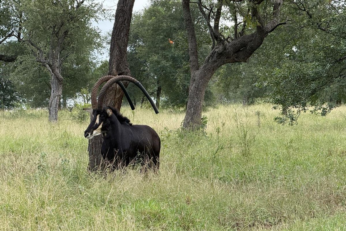 731ha Elite Game Breeding Operation | Gravelotte-Hoedspruit - Photo 3