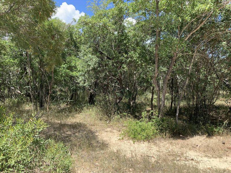 A view of the natural, undeveloped residential land featuring established trees and native vegetation.