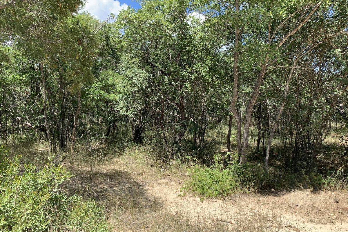 A view of the natural, undeveloped residential land featuring established trees and native vegetation.