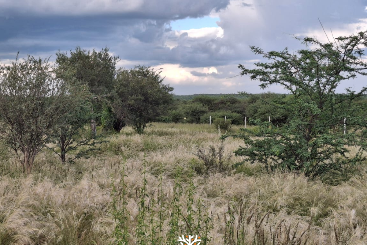 Camelthorn Estate | Vacant Erf with Approved Building Plans - Photo 4