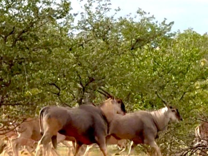 Live the Dream: 1500ha of Untamed Damaraland Bliss! - Photo 10
