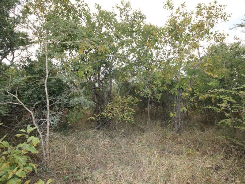 Vacant Land in MODITLO NATURE RESERVE - Photo 3