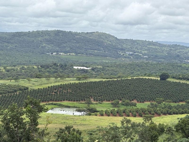 Agricultural Gem: Cleared Land & Established Orchards! - Photo 2