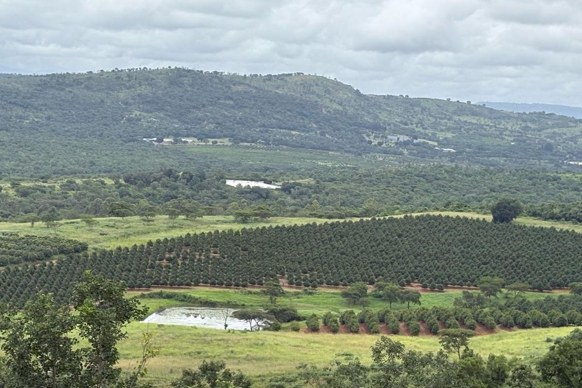 Agricultural Gem: Cleared Land & Established Orchards! - Photo 2