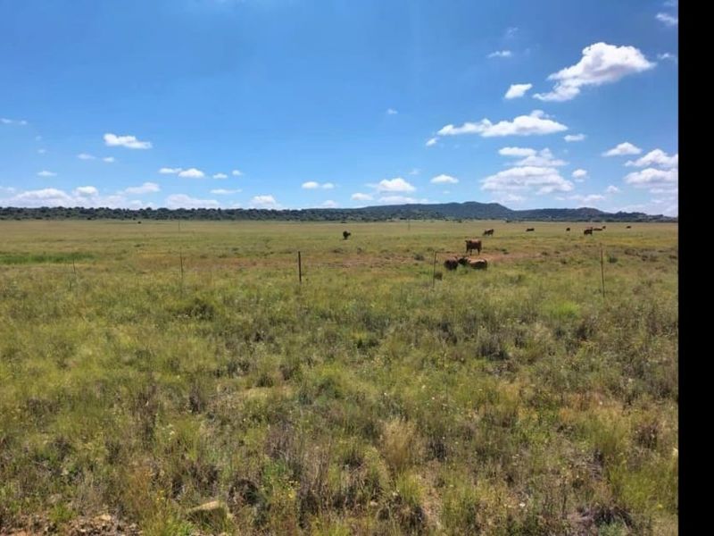 EXCELLENT CATTLE FARM 65 KM FROM BLOEMFONTEIN.NO BUILDINGS - Photo 8