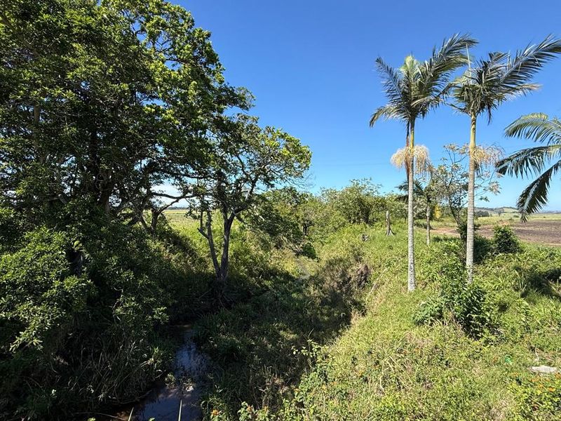 A scenic view of the farm landscape featuring mature trees, palm trees, and a natural stream running through the property.