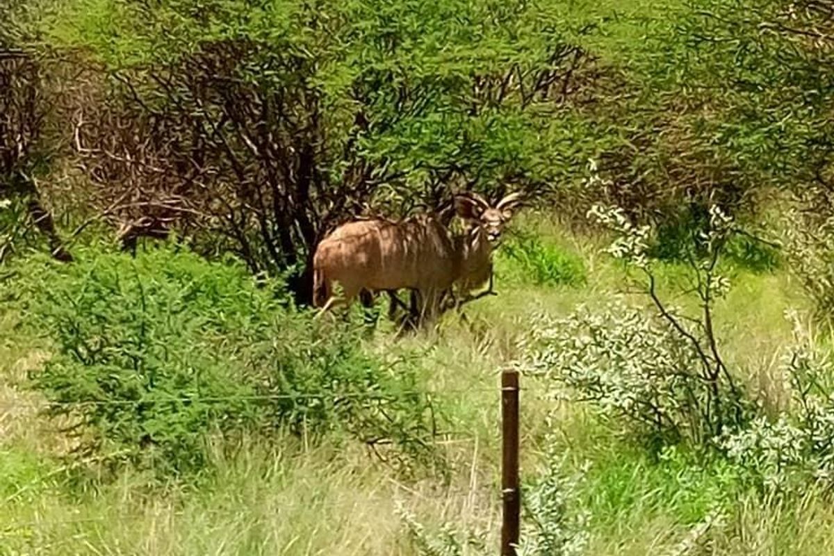 Beautiful Smallholding in Osona near Okahandja - Photo 4