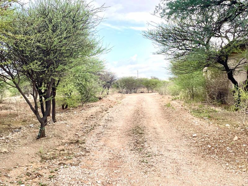 A view of the unpaved access road leading through the natural, tree-lined vacant commercial land.