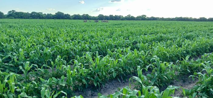 Property #2217959, Small Holding For Sale in Mururani Central