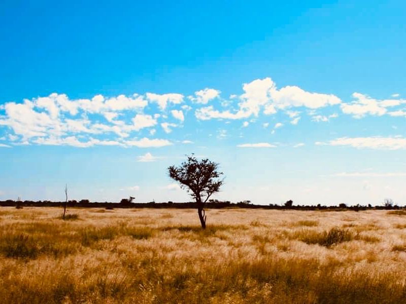 FOR SALE - CATTLE & GAME FARM IN THE  GOBABIS AREA - Photo 3