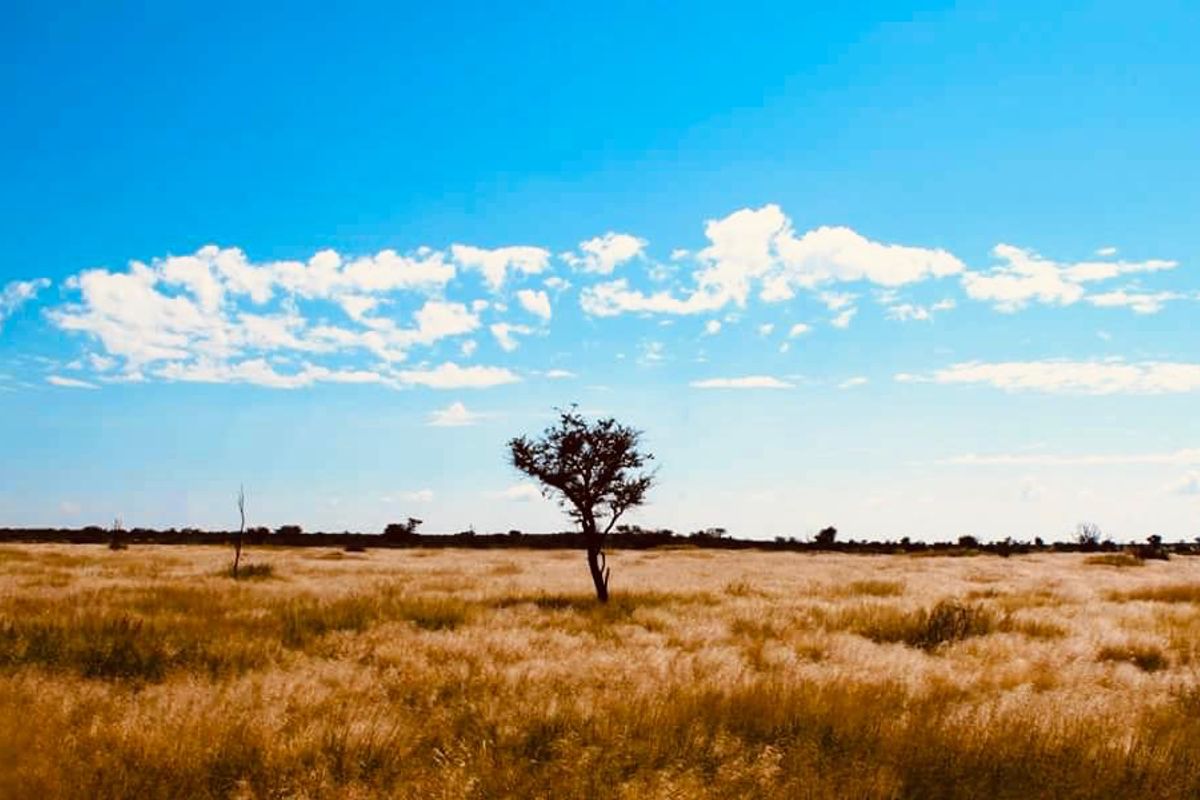 FOR SALE - CATTLE & GAME FARM IN THE  GOBABIS AREA - Photo 3