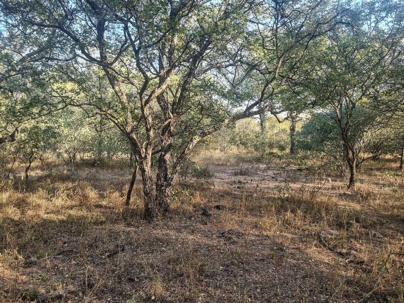 Stand with Bushveld views. - Photo 7