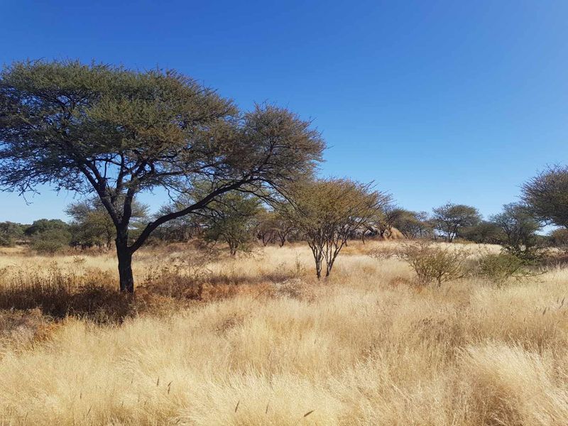 Most beautiful setting in Camelthorn Estate Okahandja - Photo 9