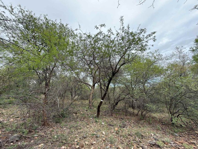 A view of the natural, undeveloped residential land featuring established native trees and rocky ground cover.