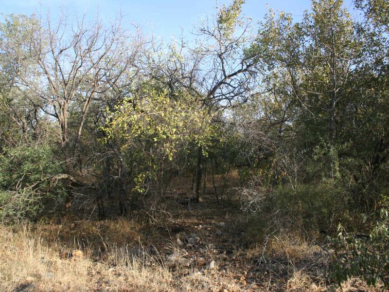 A view of the natural, undeveloped residential land featuring established indigenous trees and native vegetation.