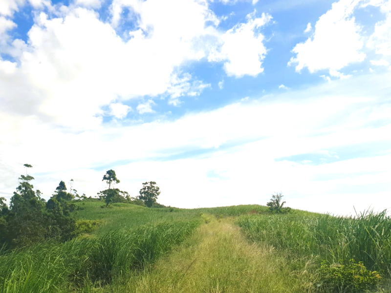 Farm for Sale Port Shepstone - Photo 8