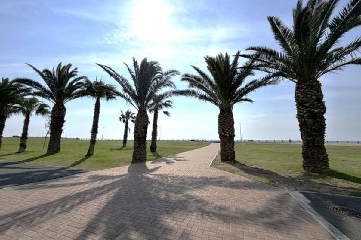 A scenic outdoor area featuring a paved walkway lined with mature palm trees, leading towards an open green space.