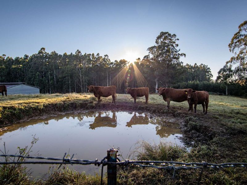 Smallholding with Two Homes in Curry’s Post, Howick. - Photo 10