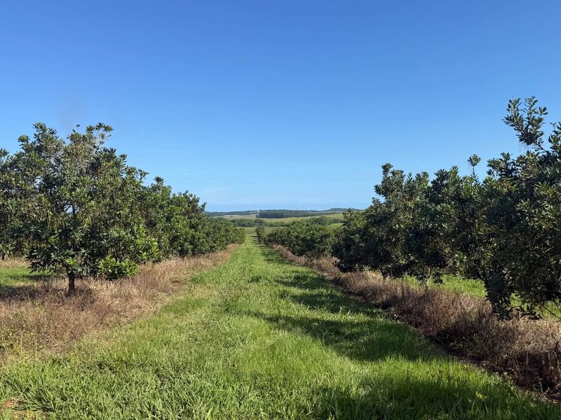 A view of a well-maintained orchard with rows of established trees set within a grassy landscape under a clear blue sky.