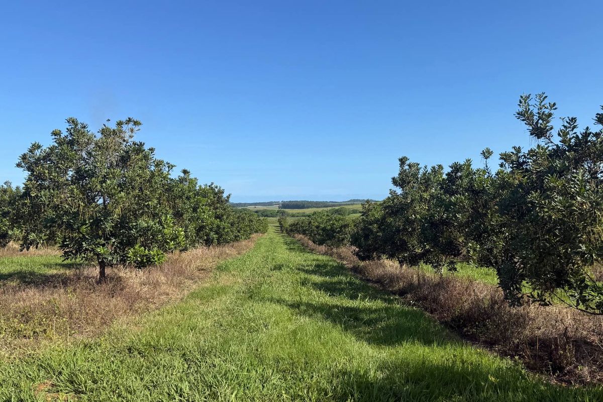 A view of a well-maintained orchard with rows of established trees set within a grassy landscape under a clear blue sky.