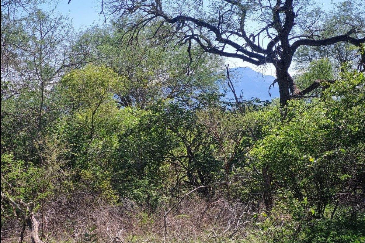 Prime Location in Big 4 Game Reserve!! - Photo 4