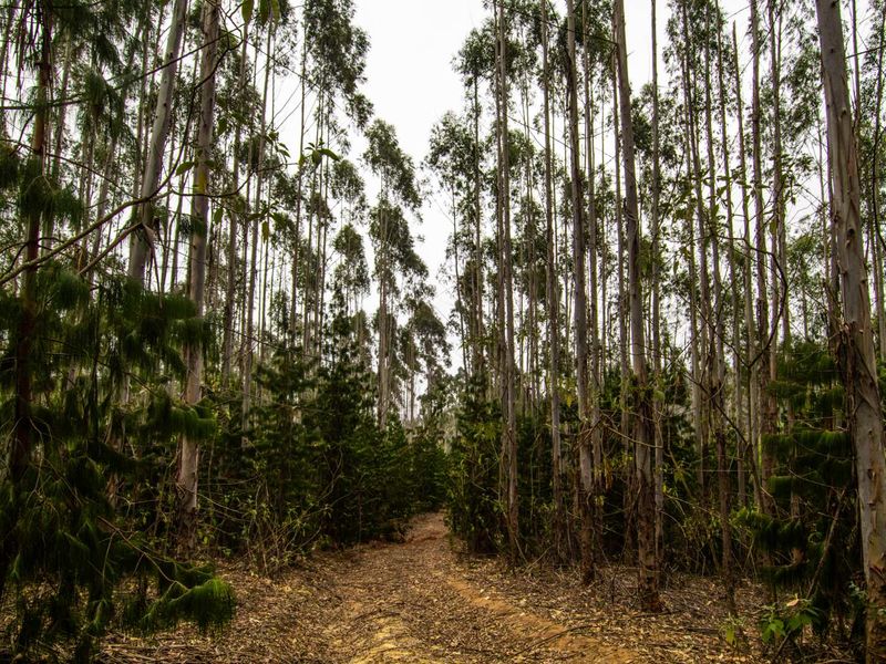 475Ha MULTI-USE FARM IN DONNYBROOK - Photo 8