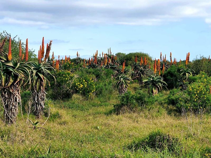 LIFESTYLE FARM FOR SALE - Photo 6
